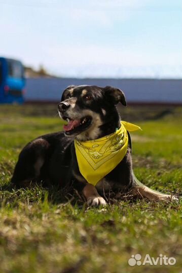 Просто дворняжка Теодор