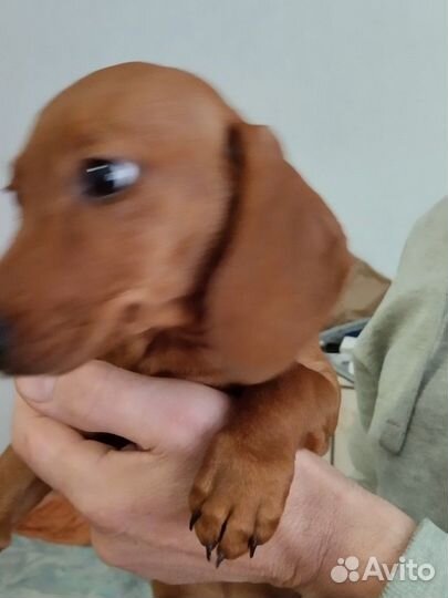 Щенки таксы