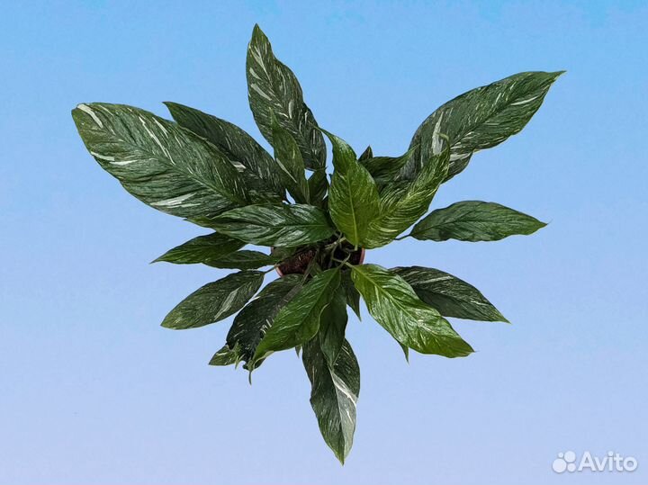 Спатифиллум Даймонд Вариегата 17/70