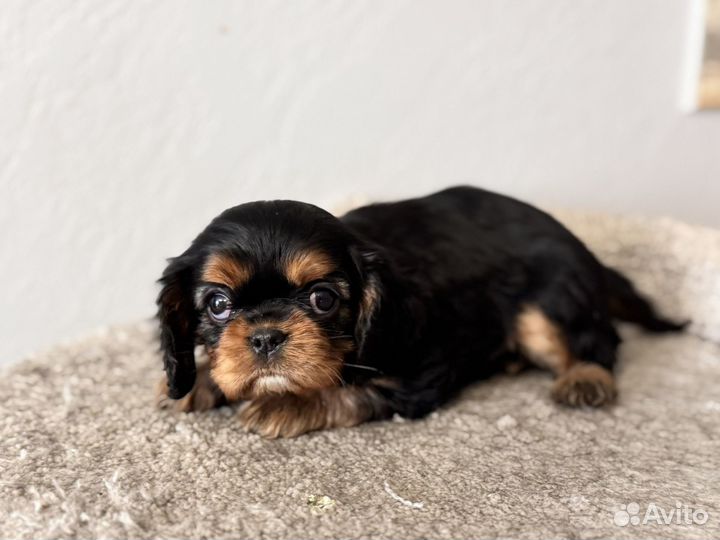 Черно-подпалые кавалеры