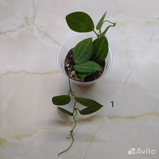 Дисхидия овата