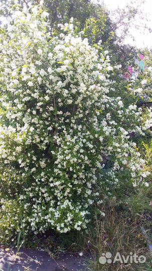 Жасмин и очиток