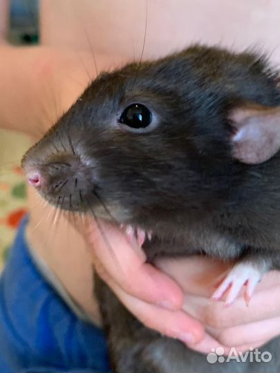 Крыса дамбо бесплатно