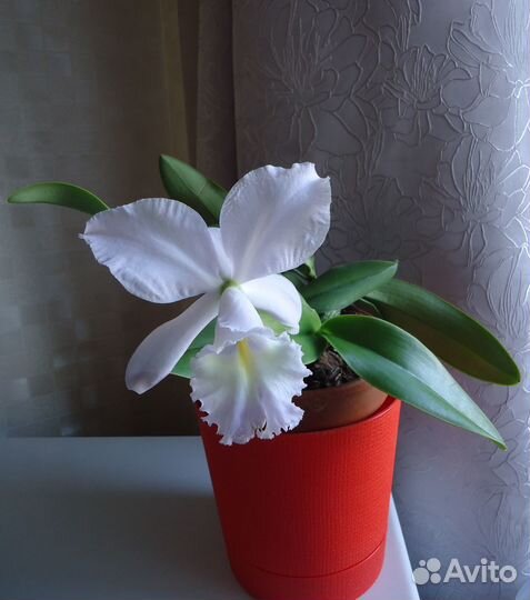 Каттлея и Бульб. ортосепалум-как Bulb phalaenopsis