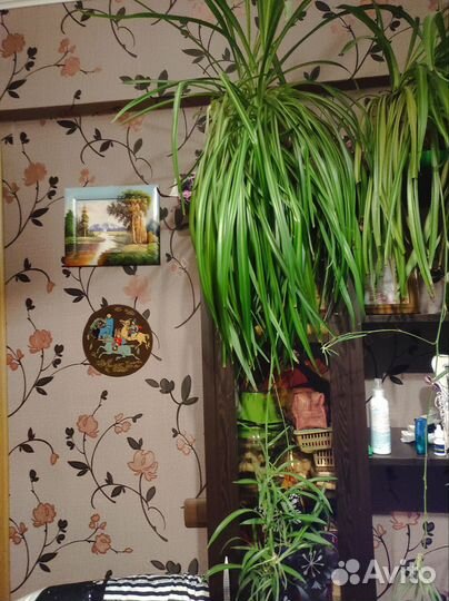 Хлорофитум