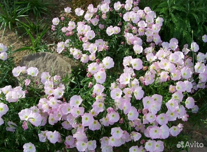Уличные цветы