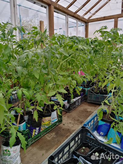 Рассада томатов, перцев сладких и горьких