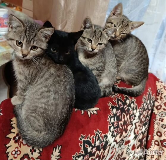 Шотландская