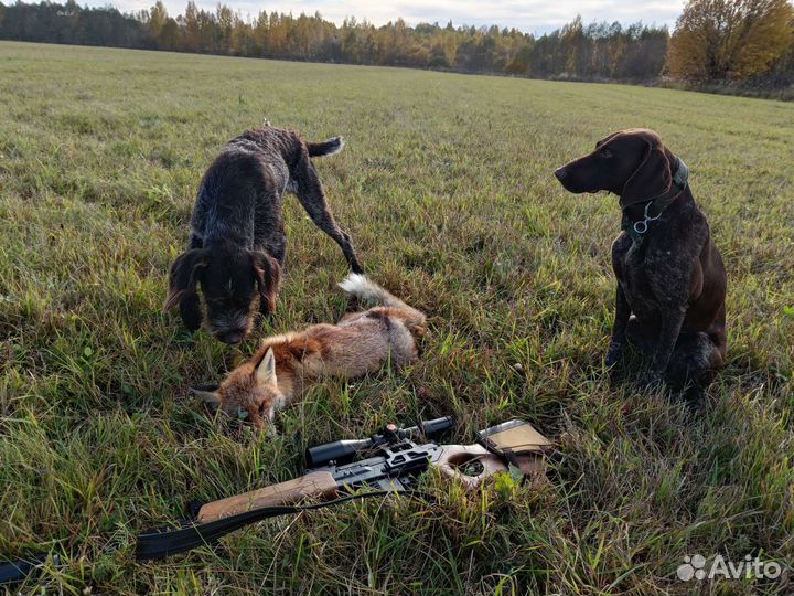 Щенки курцхаара от рабочих родителей