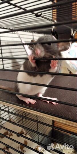 Крысята дамбо и сиамы девочки