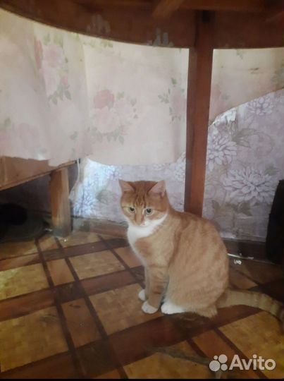 Кошки