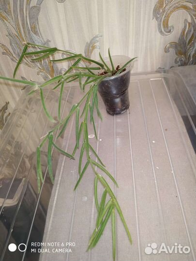 Папоротник комнатный