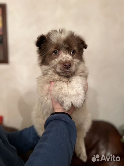 Умка медвежонок