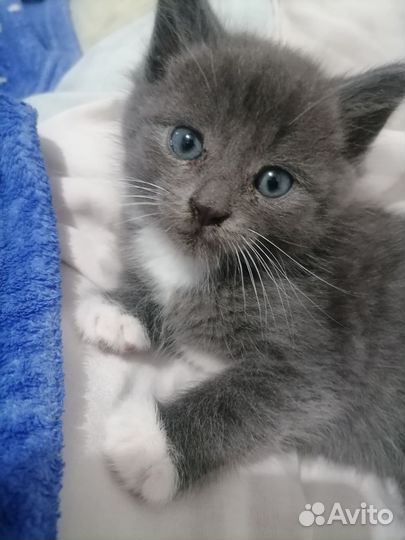 Отдам бесплатно