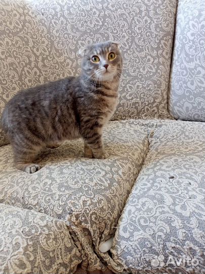 Кошка в дар бесплатно