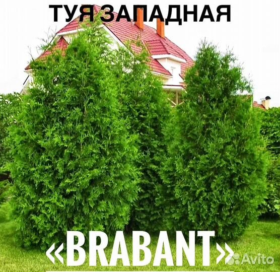 Туя