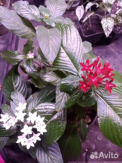 Комнатные цветы