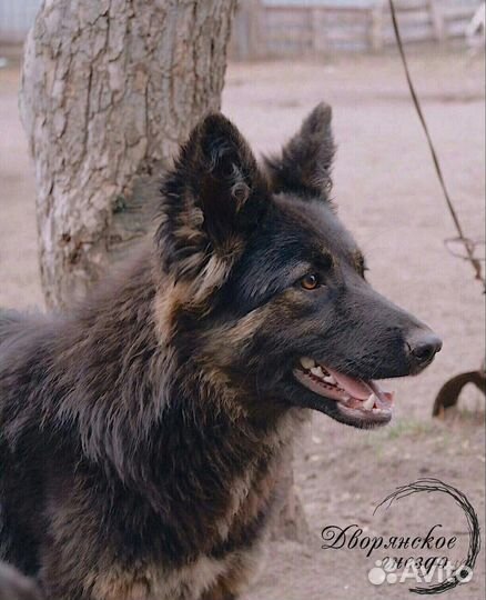 Собака Яшма