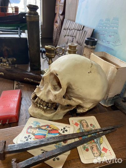 Череп копилка, Европа, очень реалистичная