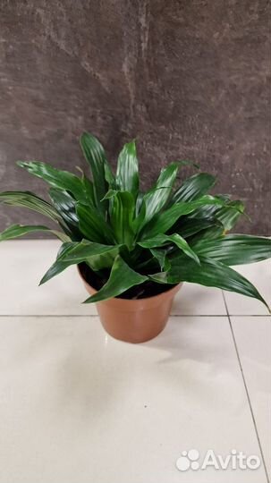 Драцены разные