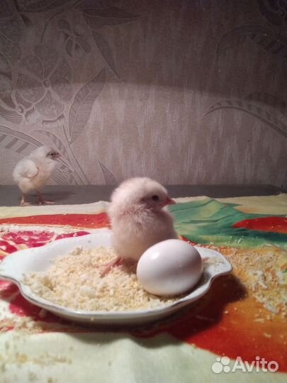 Яйцо инкубационное породы кур Легорн стандарт