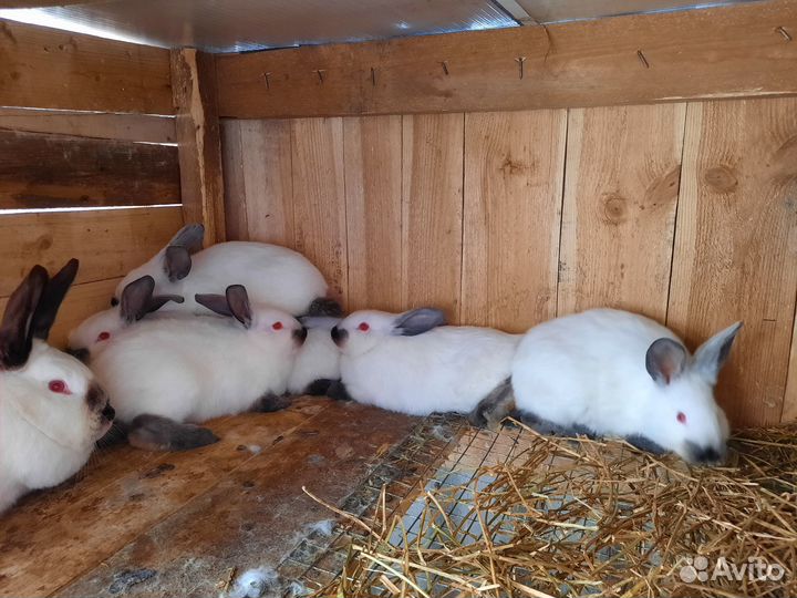 Кролики полтавское серебро