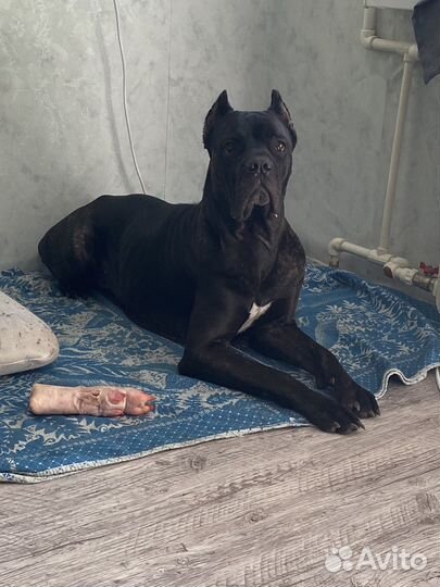 Продам кане корсо