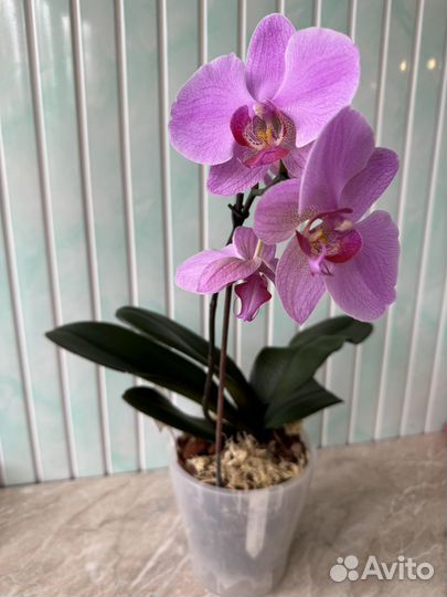 Орхидея фаленопсис