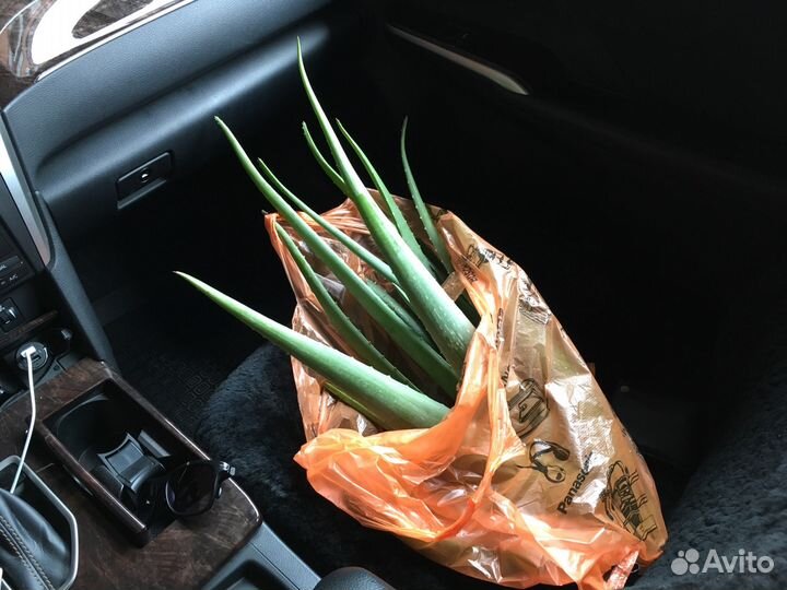 Алоэ вера и Алоэ древовидное (столетник)