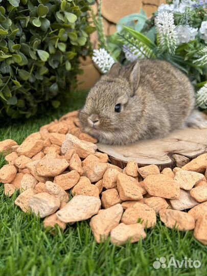 Карликовые декоративнае мини кролики