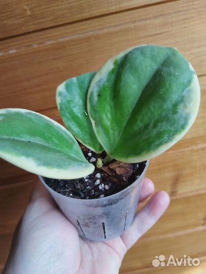 Хойя Пахиклада Альба, фикус бенджамина твилайт