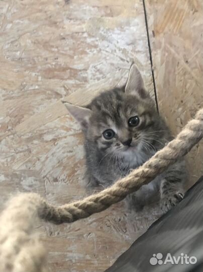 Кошка, котенок