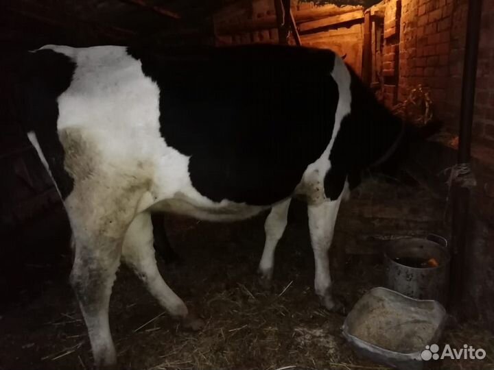 Корова и тёлка