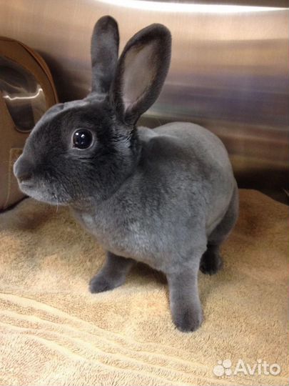 Крольчата карликовый рекс