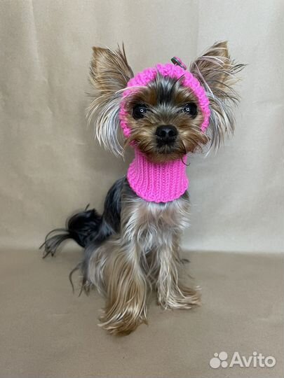 Шапки для собак