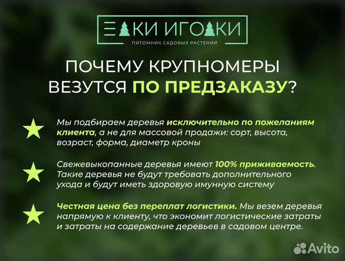 Крупномеры : Ель обыкновенная, Ель Голубая