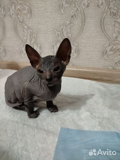 Канадский сфинкс котята