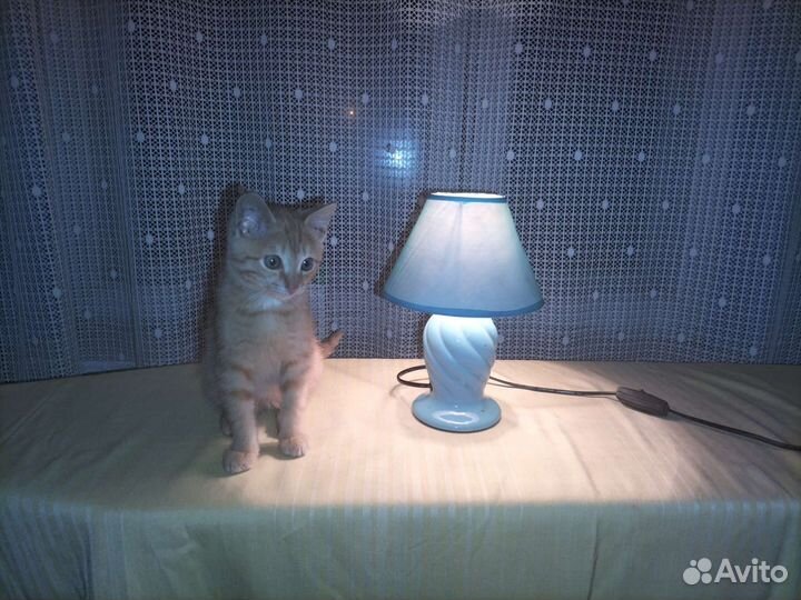 Лампа настольная