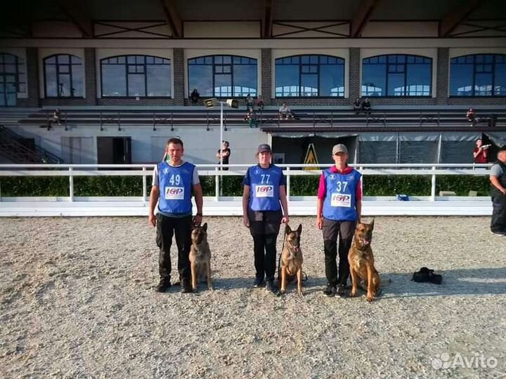 Профессиональная дрессировка собак