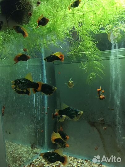 Флаговые меченосцы. Пецилии Гавайские