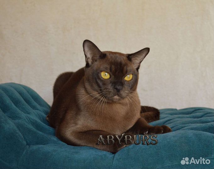 Настоящий мужчина