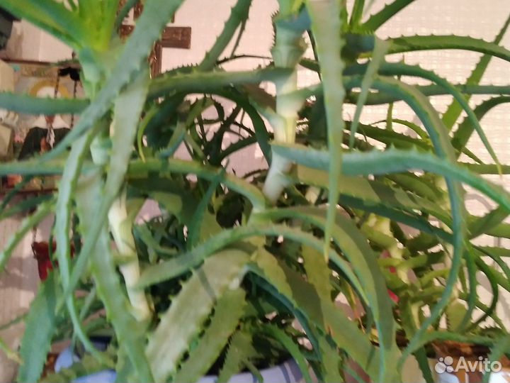 Алоэ лечебный