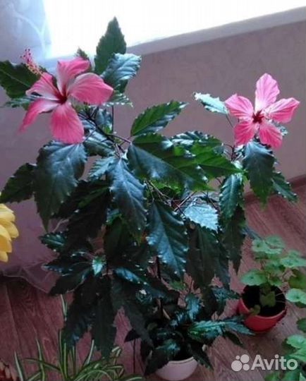 Гибискус китайская роза