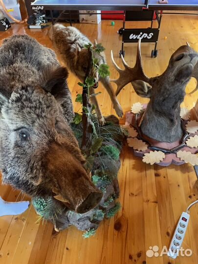 Чучело кабана и волка