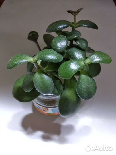 Сциндапсус,толстянка