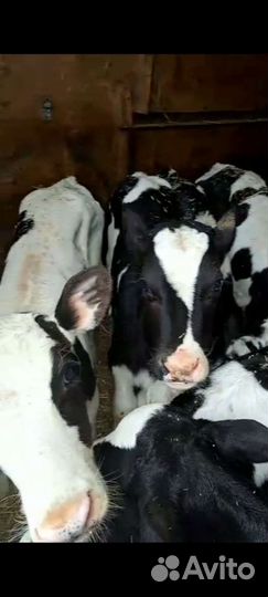 Бычки телята