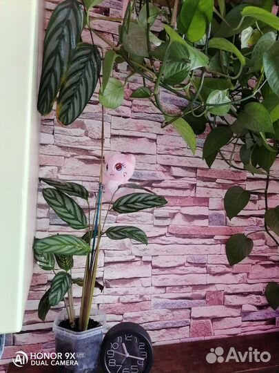 Ктенанта Оппенгейма (освобождаю место)