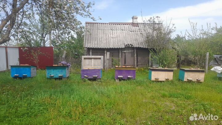 Пчёлы и улья