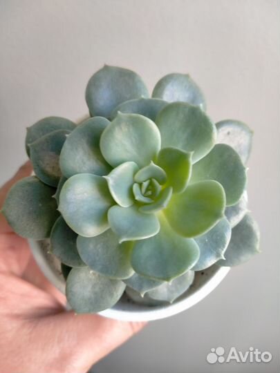 Эхеверия. Сккуленты для флорариума