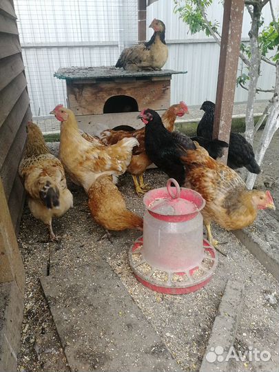 Домашняя птица, Я Й Ц О куриное